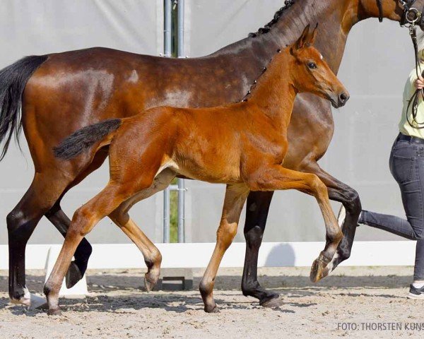 Fohlen von Bonnie G (Hannoveraner, 2024, von Bon Bolero OLD)