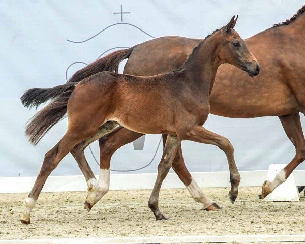 Fohlen von Lohgock FE (Westfale, 2024, von Straight Horse Leonardo)