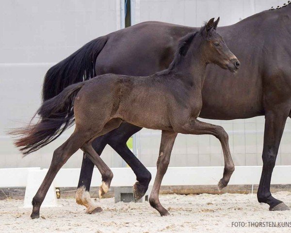 foal by Dorothee (Hanoverian, 2024, from Despacito 16)