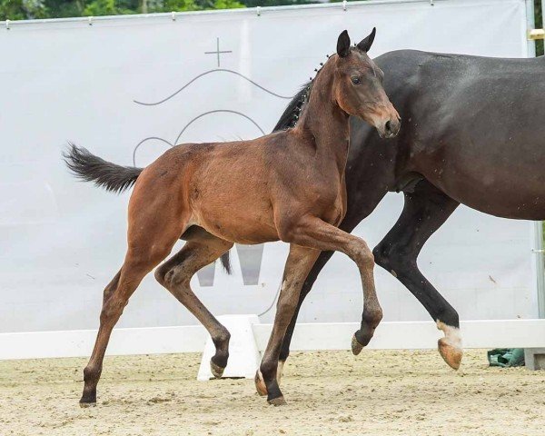 foal by Final Countdown (Westphalian, 2024, from Fynch Hatton)