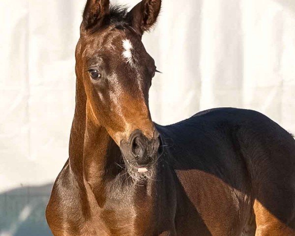 foal by Bocelli (Hanoverian, 2024, from Bonhoeffer)