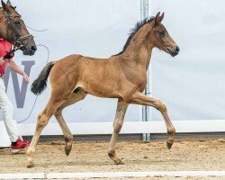 foal by Hengst von Diamantenglanz / Fiorano (Westphalian, 2024, from Diamantenglanz)