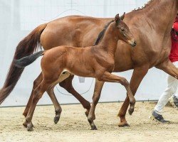 foal by Forever Young (Westphalian, 2024, from Fynch Hatton)