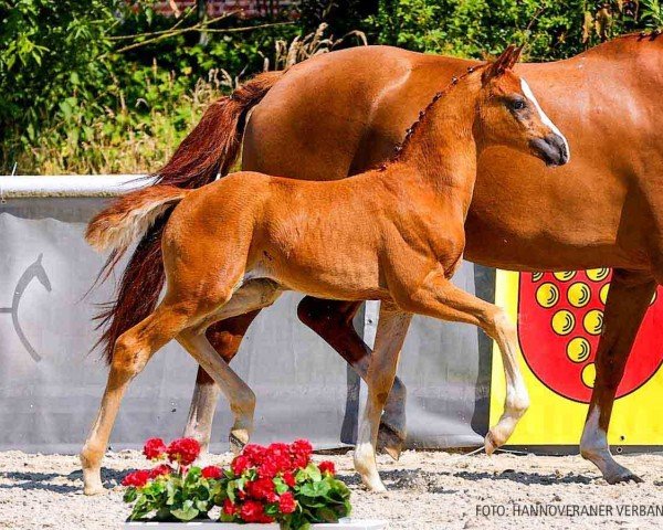 foal by Valldemossa (Hanoverian, 2024, from V-Power)