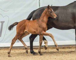 foal by Lavinia (Westphalian, 2024, from Latinum)