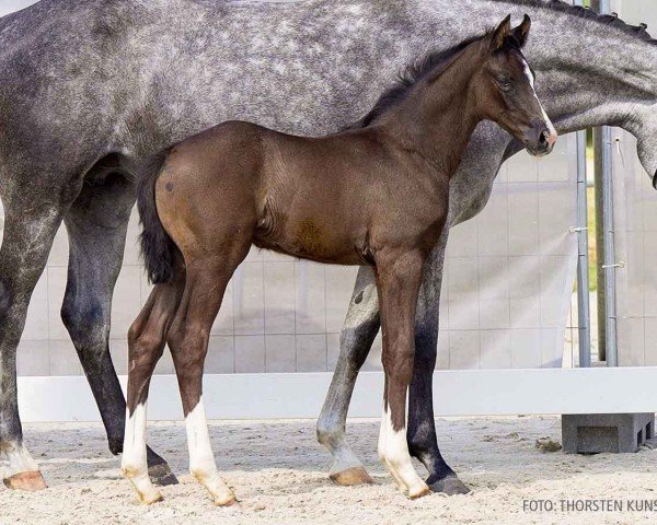 foal by Bia Bloom (Hanoverian, 2024, from Bloomingdale)