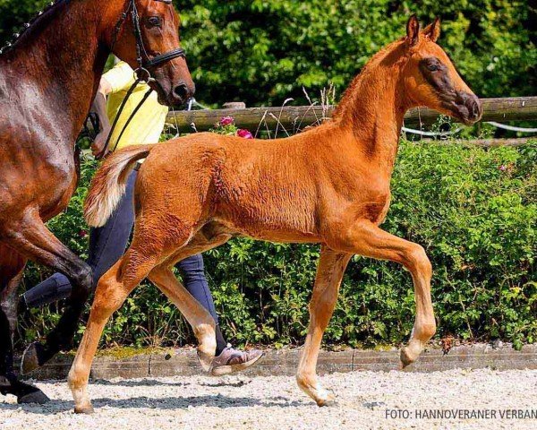 foal by Vegas (Hanoverian, 2024, from Viva Gold OLD)