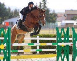 jumper Superior's Sunshine (Deutsches Sportpferd, 2017, from DSP Superior)