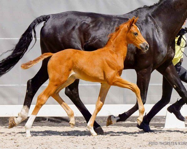 foal by Vantastica (Hanoverian, 2024, from Vitalis)