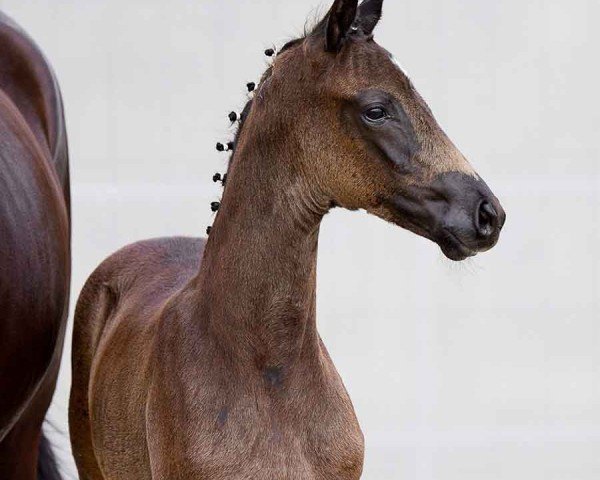 foal by Dancing Queen (Hanoverian, 2024, from Despacito 16)