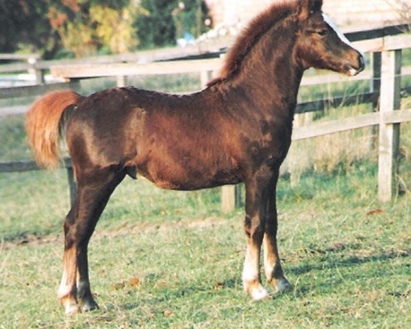 Pferd Drysiog Brenin (Welsh-Cob (Sek. D), 1991, von Poundy Brenin)