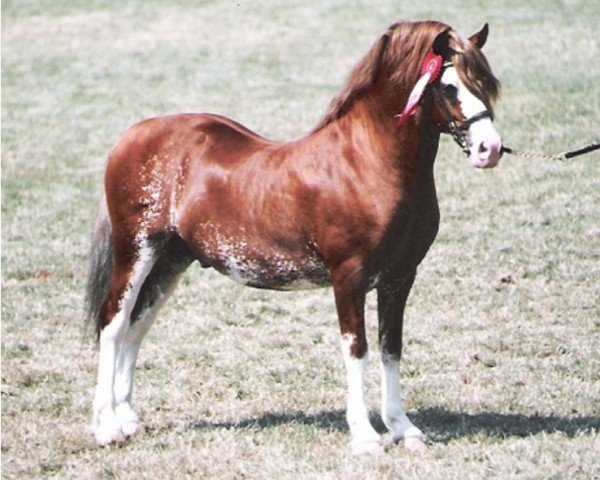 stallion Gellihaf Brenin (Welsh-Cob (Sek. C), 1994, from Poundy Brenin)