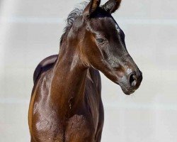 foal by Fiorella (Hanoverian, 2024, from Feliciano)