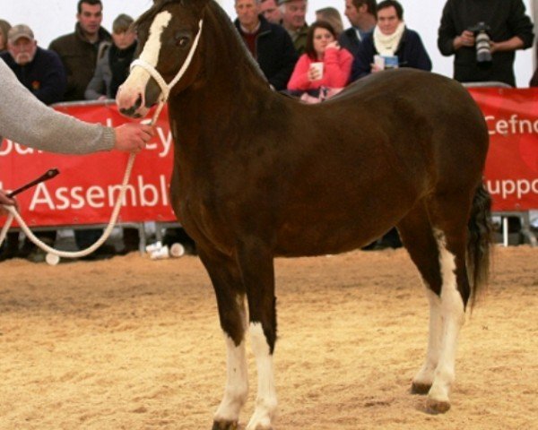 horse Hywi Ruby (Welsh-Cob (Sek. D), 2008, from Gellihaf Brenin)