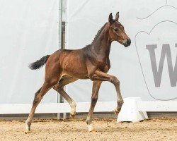 foal by Sunday FF (Westphalian, 2024, from St. Emilion)