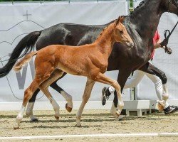 foal by Estella (Westphalian, 2024, from Escaneno)