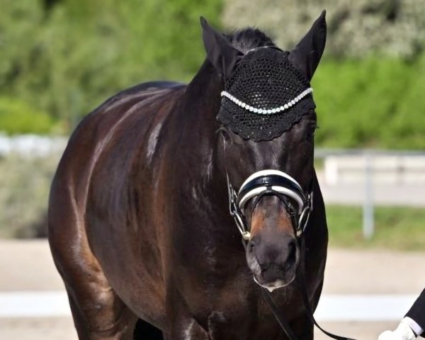 Dressurpferd Beautiful Pearl (Deutsches Sportpferd, 2020, von Bohemian)