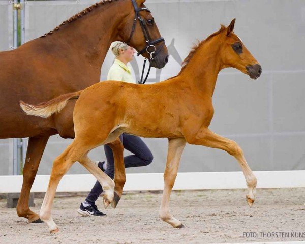 Fohlen von Be my Star (Hannoveraner, 2024, von Be my Dancer)