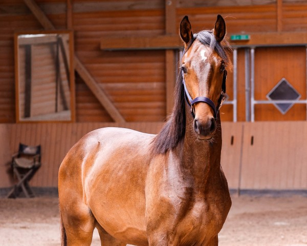 jumper Conquistador B (Oldenburg show jumper, 2023, from Conthargos)