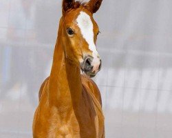 foal by Erste Liebe (Hanoverian, 2024, from Erste Sahne)