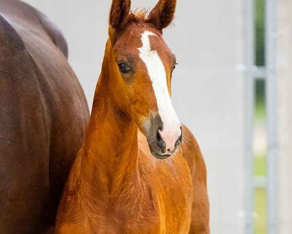 foal by Ella Endlich (Hanoverian, 2024, from Entertainer Number One)