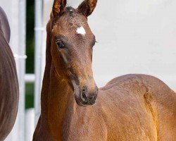 foal by Fürstensonne (Hanoverian, 2024, from Fürstenball)