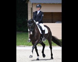 dressage horse Die Schwarze Perle (Hanoverian, 2013, from Decurio 3)