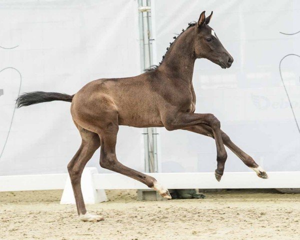 foal by Rock your Body (Westphalian, 2024, from Rocky Mountain)