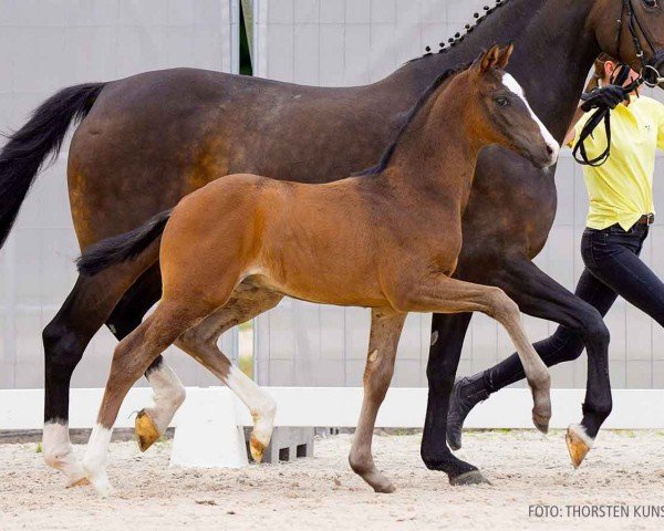 foal by Voll Power (Hanoverian, 2024, from V-Power)