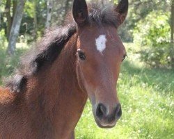 Zuchtstute Elsa MM (New-Forest-Pony, 2020, von Very Good du Vent)