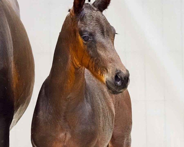 foal by Valentin II (Hanoverian, 2024, from Vitalis)