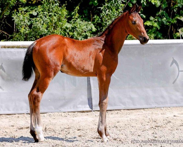 foal by Dua Lipa (Hanoverian, 2024, from Dynamic Dream)