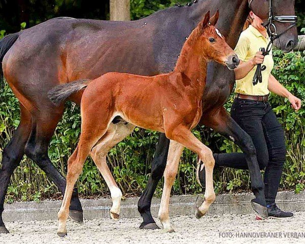 foal by Double G (Hanoverian, 2024, from Diablue PS)