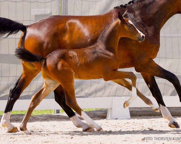 Fohlen von Calitor (Hannoveraner, 2024, von Chardonnay)