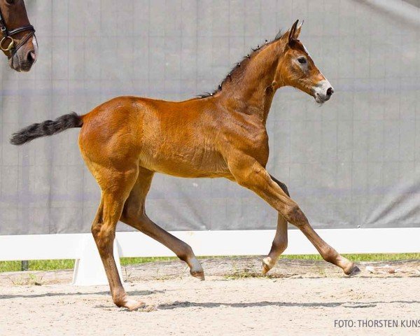 foal by Cha Cha Cha (Hanoverian, 2024, from Chacoon Blue)