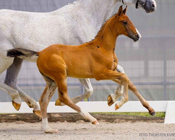 Fohlen von Diamond Blue (Hannoveraner, 2024, von Diablue PS)