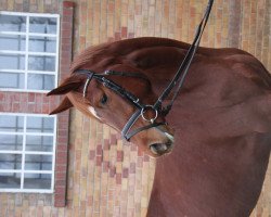 dressage horse Facette/T. (Trakehner, 2011, from Iskander)