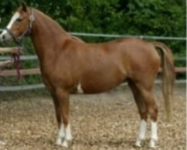 dressage horse Holsteins Medina (unknown, 2001)