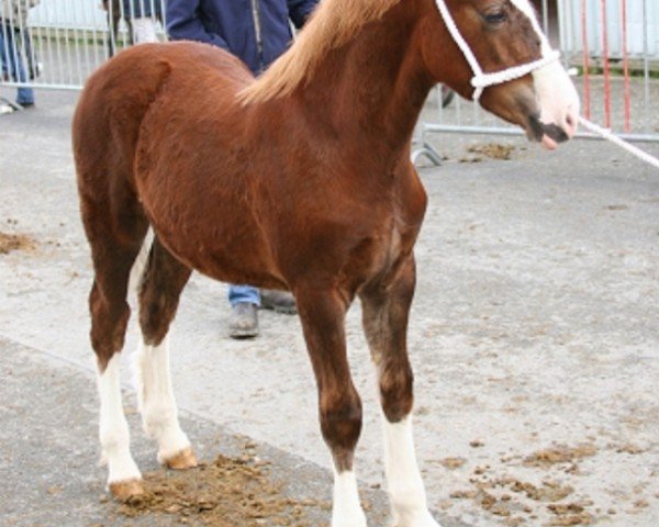 horse Arelen Llew (Welsh-Cob (Sek. D), 2008, from Newydd Lloyd)