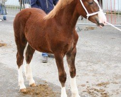 horse Arelen Llew (Welsh-Cob (Sek. D), 2008, from Newydd Lloyd)