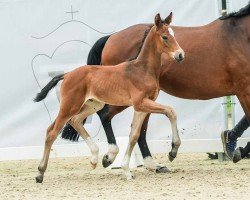 foal by Rebell (Westphalian, 2024, from Raven)