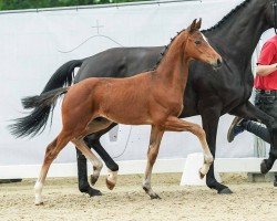 foal by Dave Dee (Westphalian, 2024, from Damsey FRH)