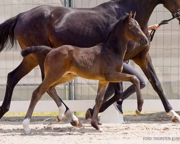 foal by Dembele (Hanoverian, 2024, from Despacito 16)