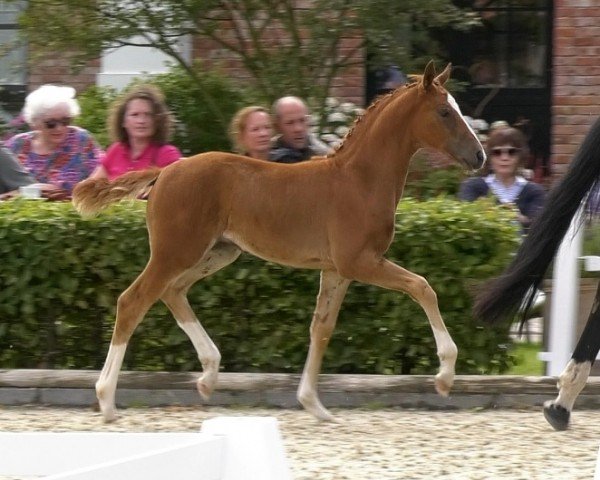 foal by Sommergold JP (Oldenburg, 2024, from San Escobar OLD)