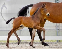 foal Hengst von Rockdale / Floratio (Hannoveraner, 2024, from Rockdale)