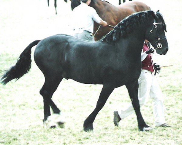 Pferd Hendreforgan Prince (Welsh-Cob (Sek. D), 1989, von Ebbw Victor)