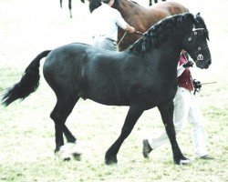 horse Hendreforgan Prince (Welsh-Cob (Sek. D), 1989, from Ebbw Victor)