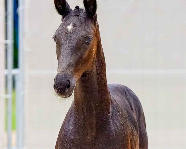 foal by Emiliano (Hanoverian, 2024, from Escamillo)