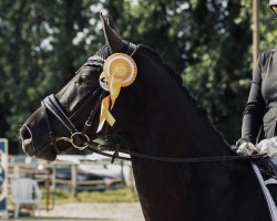 dressage horse Doktor B. (Westphalian, 2017, from De Niro)