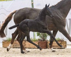 foal by Scarlett MR (Westphalian, 2024, from St. Emilion)